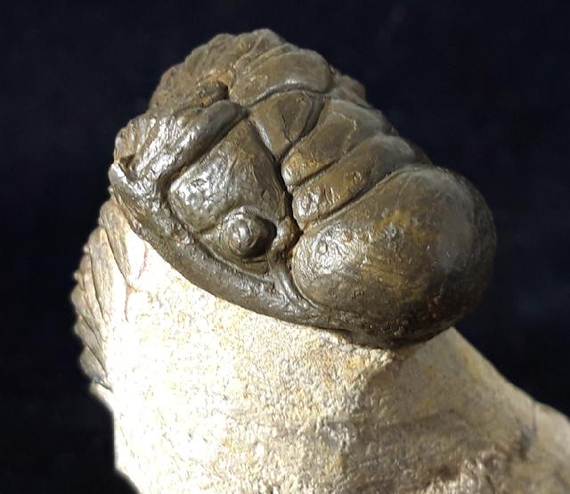 Crotalocephalina gibbus (BEYRICH 1845) - Bild © FossNet FossilienStore